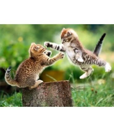 Combat de chatons Diamond Painting