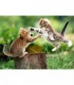 Combat de chatons Diamond Painting