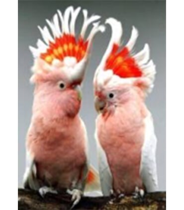 Couple de cacatoés rosalbin Diamond Painting