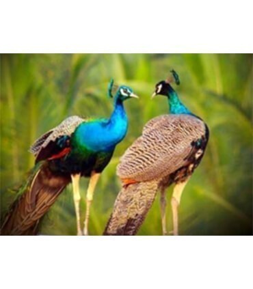 Couple de Paon Diamond Painting