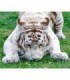 Tigre Blanc sent une petite fleure Diamond Painting