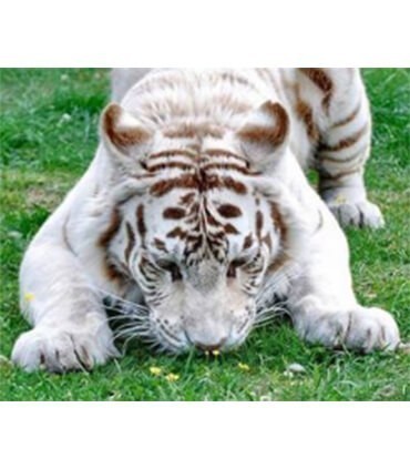 Tigre Blanc sent une petite fleure Diamond Painting