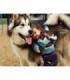 Fillette et son husky de sibérie Diamond Painting