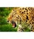 Guépard rugissant Diamond Painting
