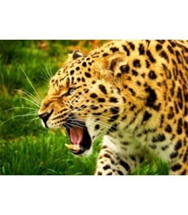 Guépard rugissant Diamond Painting