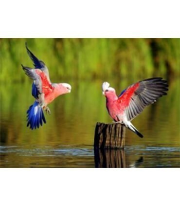 Cacatoés rosalbin en vol Diamond Painting