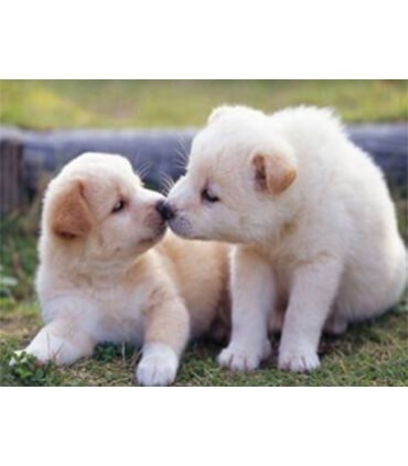 Bisou de chiots Diamond Painting