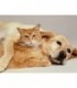Calin chien chat Diamond Painting