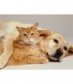 Calin chien chat Diamond Painting
