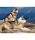 Photo de Loups en montagne Diamond Painting