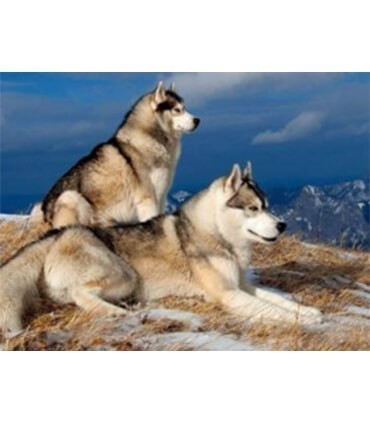 Photo de Loups en montagne Diamond Painting