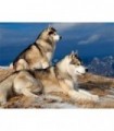 Photo de Loups en montagne Diamond Painting