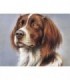 Portrait chien Epagneul Diamond Painting
