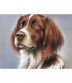 Portrait chien Epagneul Diamond Painting