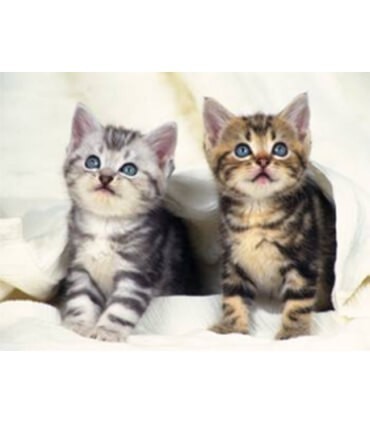 Chatons tigrés Diamond Painting