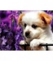 Photographie de chiot Diamond Painting