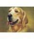 Portrait chien caramel Diamond Painting