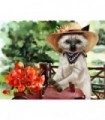 Chat à la campagneDiamond Painting