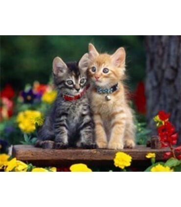 Chaton roux chaton gris Diamond Painting