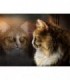 Reflet du chat Maincoon Diamond Painting