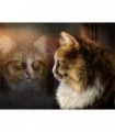 Reflet du chat Maincoon Diamond Painting