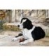 Chien dans la cours Diamond Painting