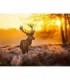 Photo du Grand cerf Diamond Painting