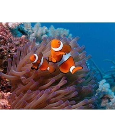 Deux poissons clown Diamond Painting