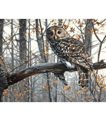 Le regard de la chouette Diamond Painting