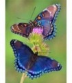 Duo de papillons sur une fleur Diamond Painting