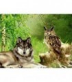 Le loup et le hibou Diamond Painting