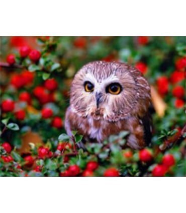 Chouette PhotographieDiamond Painting