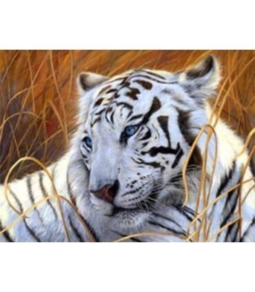 Portrait tigre blanc à la savane Diamond Painting