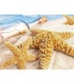 Les étoiles de Mer sur le sable Diamond Painting