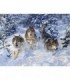 Course de Loup Diamond Painting