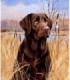 Labrador marron Diamond Painting
