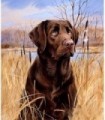 Labrador marron Diamond Painting
