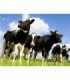 Troupeau de vaches Diamond Painting