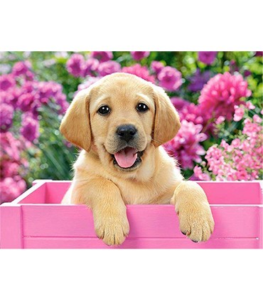 Chiot dans la caisse Broderie Diamant