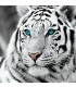 Portrait Tigre blanc Broderie Diamant