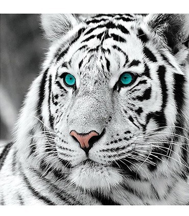 Portrait De Modèle De Tigre Blanc Illustration Stock