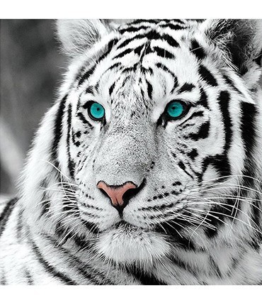 Portrait Tigre blanc Broderie Diamant