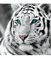 Portrait Tigre blanc Broderie Diamant