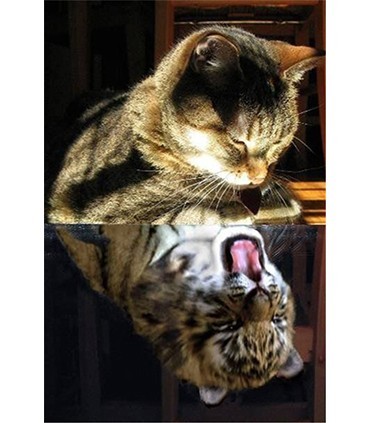 Reflet de chat en tigre Broderie Diamant